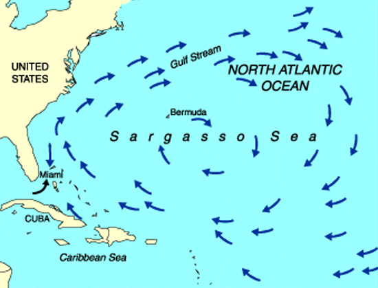 Image result for Sargasso Sea