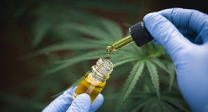 The hands of scientists dropping marijuana oil for experimentation and research, ecological hemp plant herbal pharmaceutical cbd oil from a jar.