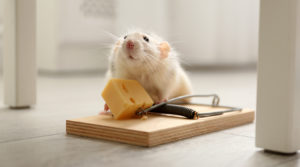 Rat and mousetrap with cheese