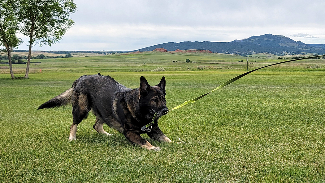 TEN FOUR DISTRIBUTIONS K9 Dog Lover RFID Blocking Cowhide Leather Laser Engraved Slimfold Men Large Capacity Luxury Wallet Slim Brown Credit C送料無料 Trigger: Founding Member of 4Corners K-9 Search and Rescue \u2013 Flint